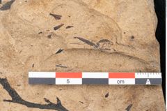 Foto (Detailansicht) von Callitris brongniartii Endl. (NHMW-GEO-2024-0188-8228)